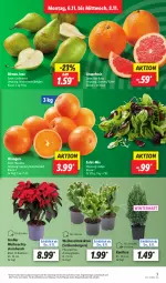 Gazetka promocyjna Lidl - Aktionsprospekt - Gazetka - ważna od 11.11 do 11.11.2023 - strona 3 - produkty: angebot, Berger, Birnen, eis, grapefruit, Konifere, LG, navelina, orange, orangen, pflanze, pflanzen, reis, salat, tee, Ti, topf, Weihnachtsstern, ZTE