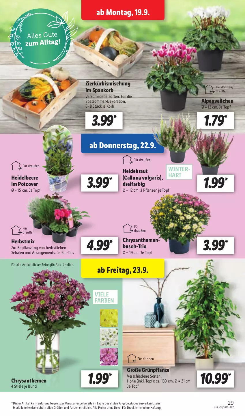 Aktueller Prospekt Lidl - Aktionsprospekt - von 19.09 bis 24.09.2022 - strona 29 - produkty: Alpenveilchen, angebot, beere, chrysanthemen, dekoration, dell, eis, elle, Heidekraut, heidelbeere, korb, Kraut, Kürbis, LG, Mode, pflanze, pflanzen, reis, Schal, Schale, Ti, topf, ZTE