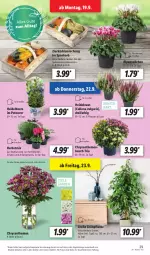 Gazetka promocyjna Lidl - Aktionsprospekt - Gazetka - ważna od 24.09 do 24.09.2022 - strona 29 - produkty: Alpenveilchen, angebot, beere, chrysanthemen, dekoration, dell, eis, elle, Heidekraut, heidelbeere, korb, Kraut, Kürbis, LG, Mode, pflanze, pflanzen, reis, Schal, Schale, Ti, topf, ZTE