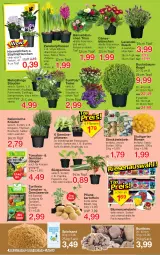 Gazetka promocyjna Jawoll - Prospekte - Gazetka - ważna od 01.04 do 01.04.2023 - strona 6 - produkty: ball, Bau, Baumkugel, blume, blumen, blumenkohl, buch, cin, dünger, erde, Gemüsedünger, Gemüseerde, gurke, gurken, kartoffel, kartoffeln, kohlrabi, kopfsalat, kräuter, Kugel, lavendel, paprika, peperoni, Peroni, pflanze, pflanzen, Pflanzkartoffeln, Ria, rosmarin, sac, salat, Sempervivum, Spezi, spielsand, stauden, Ti, tomate, tomaten, topf, zucchini, zwiebel, zwiebeln