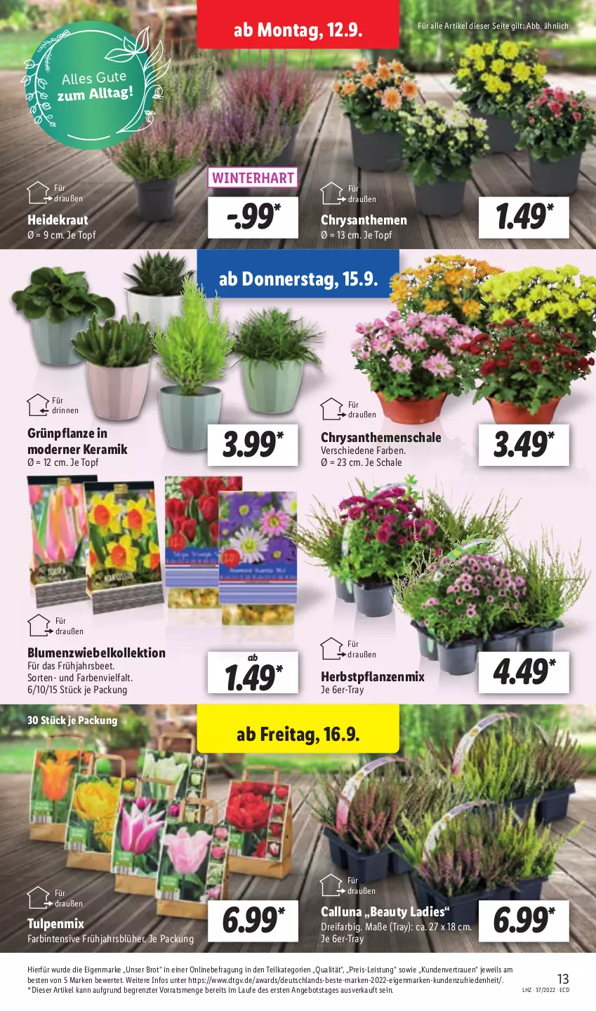 Aktueller Prospekt Lidl - Aktionsprospekt - von 12.09 bis 17.09.2022 - strona 13 - produkty: angebot, blume, blumen, brot, chrysanthemen, eis, Heidekraut, Kraut, Mode, pflanze, pflanzen, reis, Schal, Schale, Ti, topf, ZTE, zwiebel