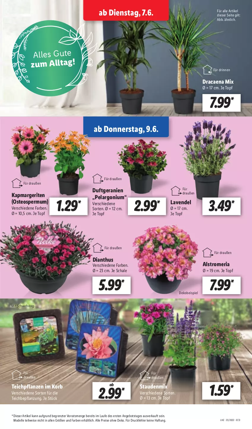 Aktueller Prospekt Lidl - Aktionsprospekt - von 07.06 bis 11.06.2022 - strona 27 - produkty: angebot, dell, eis, elle, geranie, geranien, HP, korb, lavendel, Mode, Pelargonium, pflanze, pflanzen, reis, Ria, ring, Schal, Schale, stauden, Ti, topf, ZTE