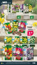 Gazetka promocyjna Netto - Woche 34 - Gazetka - ważna od 27.08 do 27.08.2022 - strona 10 - produkty: auer, blume, blumen, Narzissen, Ti, Tipi, ZTE, zwiebel, zwiebeln