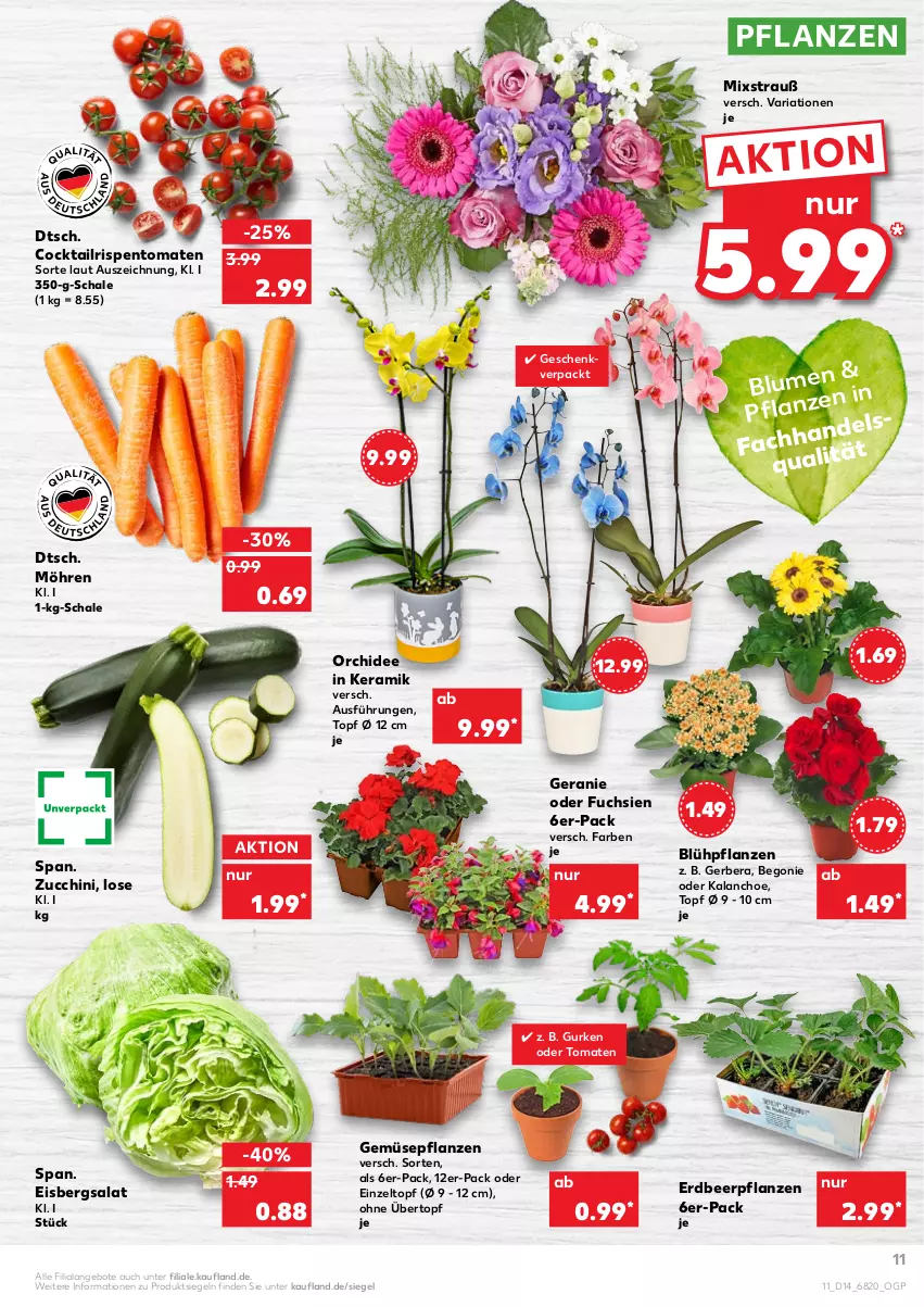 Aktueller Prospekt Kaufland - von 07.04 bis 13.04.2022 - strona 15 - produkty: angebot, angebote, Begonie, blume, cocktail, eis, eisbergsalat, Erdbeerpflanze, geranie, Gerber, gurke, gurken, HP, Kalanchoe, möhren, orchidee, pflanze, pflanzen, Ria, rispentomaten, salat, Schal, Schale, Ti, tomate, tomaten, topf, topf ø 12 cm, übertopf, Zelt, zucchini