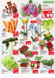 Gazetka promocyjna Kaufland - Gazetka - ważna od 13.04 do 13.04.2022 - strona 15 - produkty: angebot, angebote, Begonie, blume, cocktail, eis, eisbergsalat, Erdbeerpflanze, geranie, Gerber, gurke, gurken, HP, Kalanchoe, möhren, orchidee, pflanze, pflanzen, Ria, rispentomaten, salat, Schal, Schale, Ti, tomate, tomaten, topf, topf ø 12 cm, übertopf, Zelt, zucchini