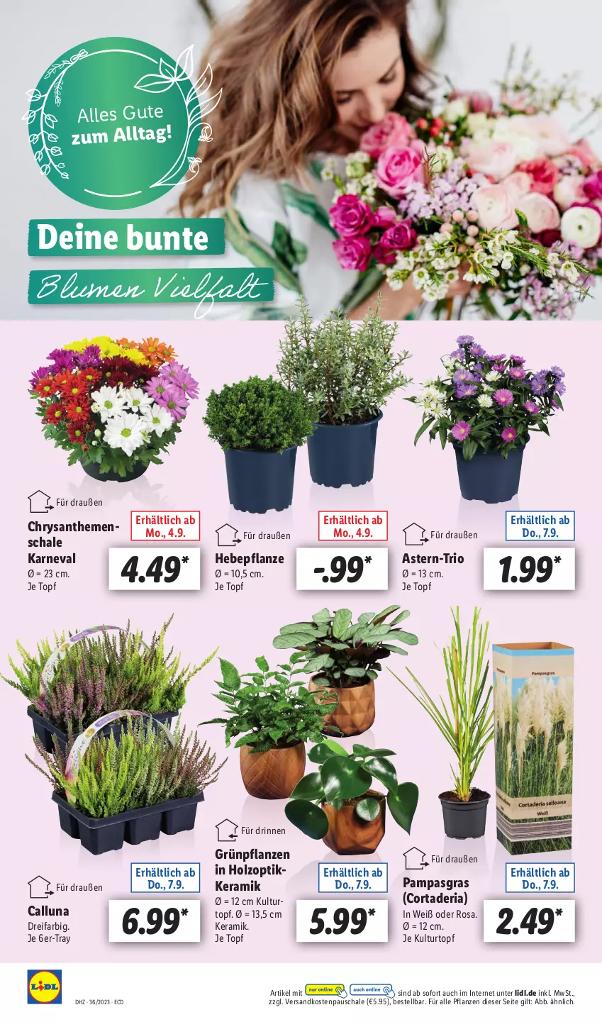 Aktueller Prospekt Lidl - Aktionsprospekt - von 04.09 bis 09.09.2023 - strona 57 - produkty: chrysanthemen, Grünpflanzen, Holz, kulturtopf, ndk, pflanze, pflanzen, Ria, Schal, Schale, Ti, topf