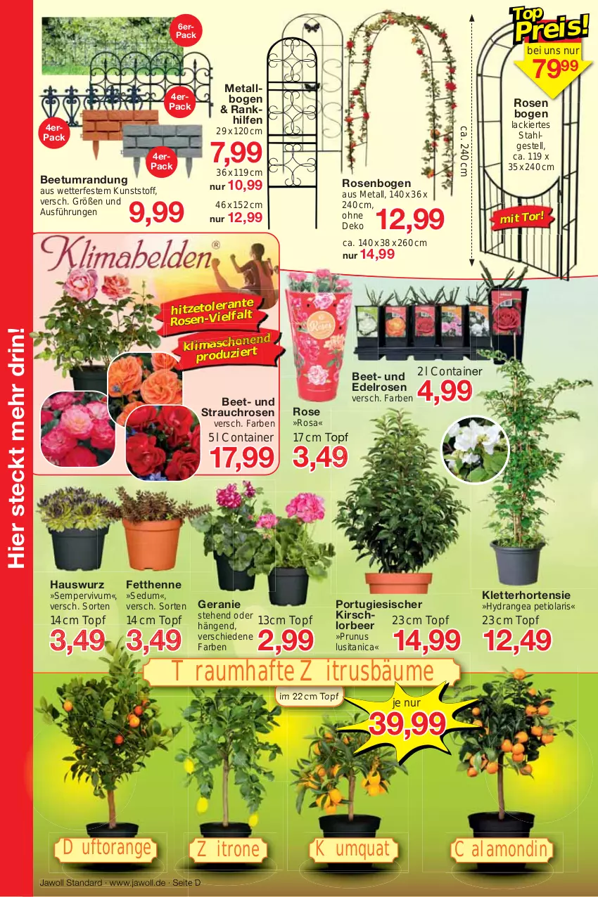 Aktueller Prospekt Jawoll - Prospekte - von 02.04 bis 08.04.2023 - strona 10 - produkty: Beetumrandung, Container, geranie, Hauswurz, hortensie, hydrangea, kirsch, lack, LG, orange, Rauch, rosen, Sempervivum, Ti, topf, usb, zitrone