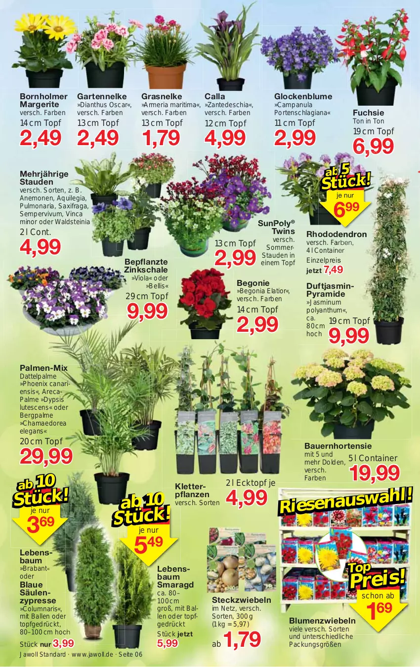 Aktueller Prospekt Jawoll - Prospekte - von 02.04 bis 08.04.2023 - strona 6 - produkty: auer, ball, Bau, Bauer, Begonia, Begonie, blume, blumen, Campanula, Cap, chia, Container, eis, Garten, gartennelke, hama, hortensie, pflanze, pflanzen, reis, Ria, Schal, Schale, Sempervivum, stauden, Ti, topf, ZTE, zwiebel, zwiebeln