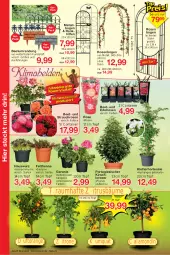 Gazetka promocyjna Jawoll - Prospekte - Gazetka - ważna od 08.04 do 08.04.2023 - strona 10 - produkty: Beetumrandung, Container, geranie, Hauswurz, hortensie, hydrangea, kirsch, lack, LG, orange, Rauch, rosen, Sempervivum, Ti, topf, usb, zitrone