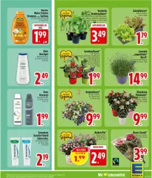 Gazetka promocyjna Edeka - Prospekte - Gazetka - ważna od 02.05 do 02.05.2026 - strona 23 - produkty: aubergine, cocktail, creme, deo, deospray, dip, dipladenia, dove, duschgel, eis, flasche, garnier, gin, gurke, lavendel, lebensmittel, paprika, pflanze, pflanzen, reis, salat, sensodyne, shampoo, shampoo oder spülung, spülung, Ti, tomate, topf, Wahre Schätze, zahncreme, ZTE, zucchini