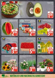 Gazetka promocyjna Edeka - Prospekte - Gazetka - ważna od 01.08 do 01.08.2026 - strona 6 - produkty: avocado, banane, bananen, chrysanthemen, eis, ente, Sukkulente, topf