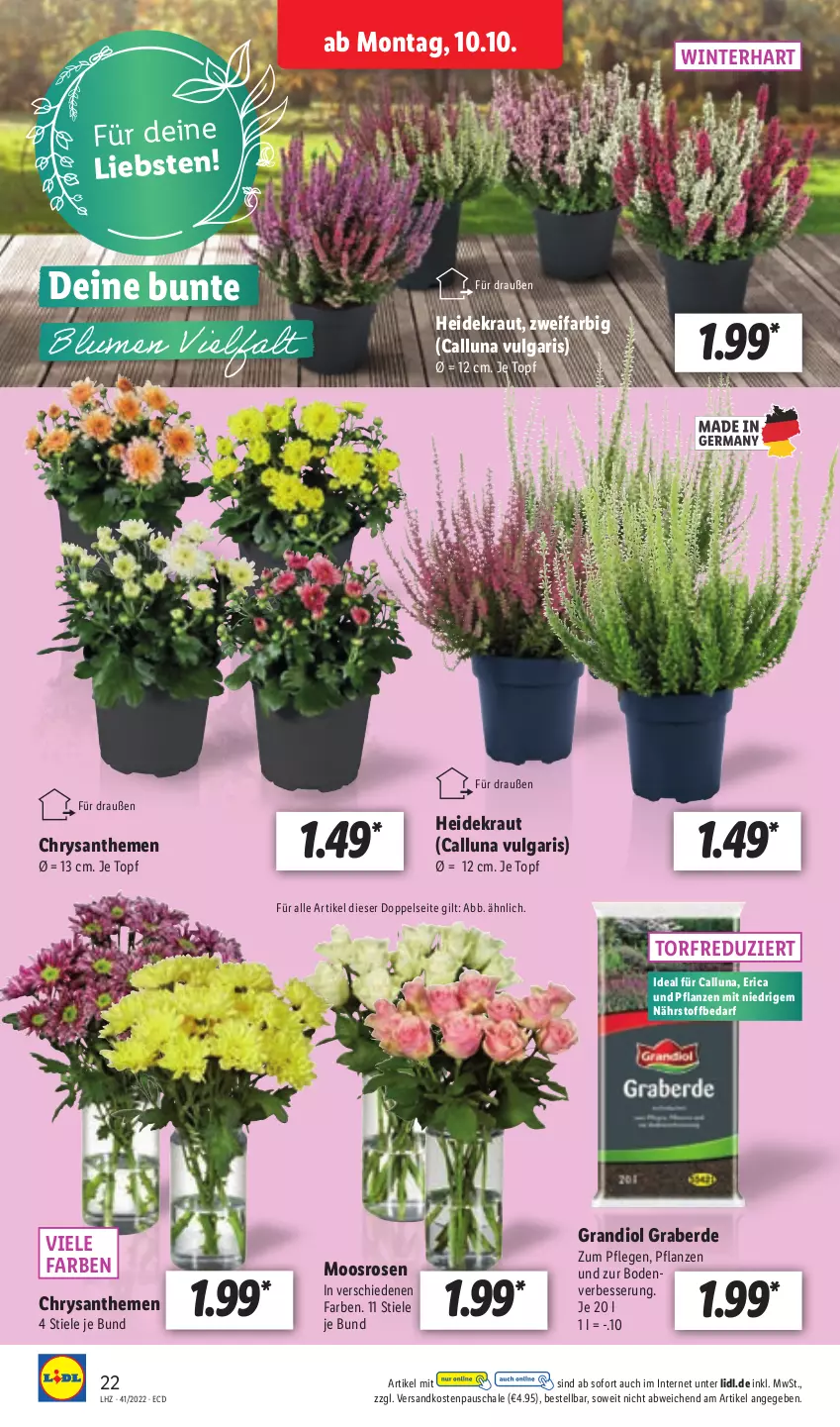 Aktueller Prospekt Lidl - Aktionsprospekt - von 10.10 bis 15.10.2022 - strona 24 - produkty: chrysanthemen, erde, Heidekraut, Kraut, LG, ndk, pflanze, pflanzen, rosen, Schal, Schale, Ti, topf