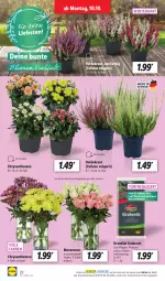 Gazetka promocyjna Lidl - Aktionsprospekt - Gazetka - ważna od 15.10 do 15.10.2022 - strona 24 - produkty: chrysanthemen, erde, Heidekraut, Kraut, LG, ndk, pflanze, pflanzen, rosen, Schal, Schale, Ti, topf