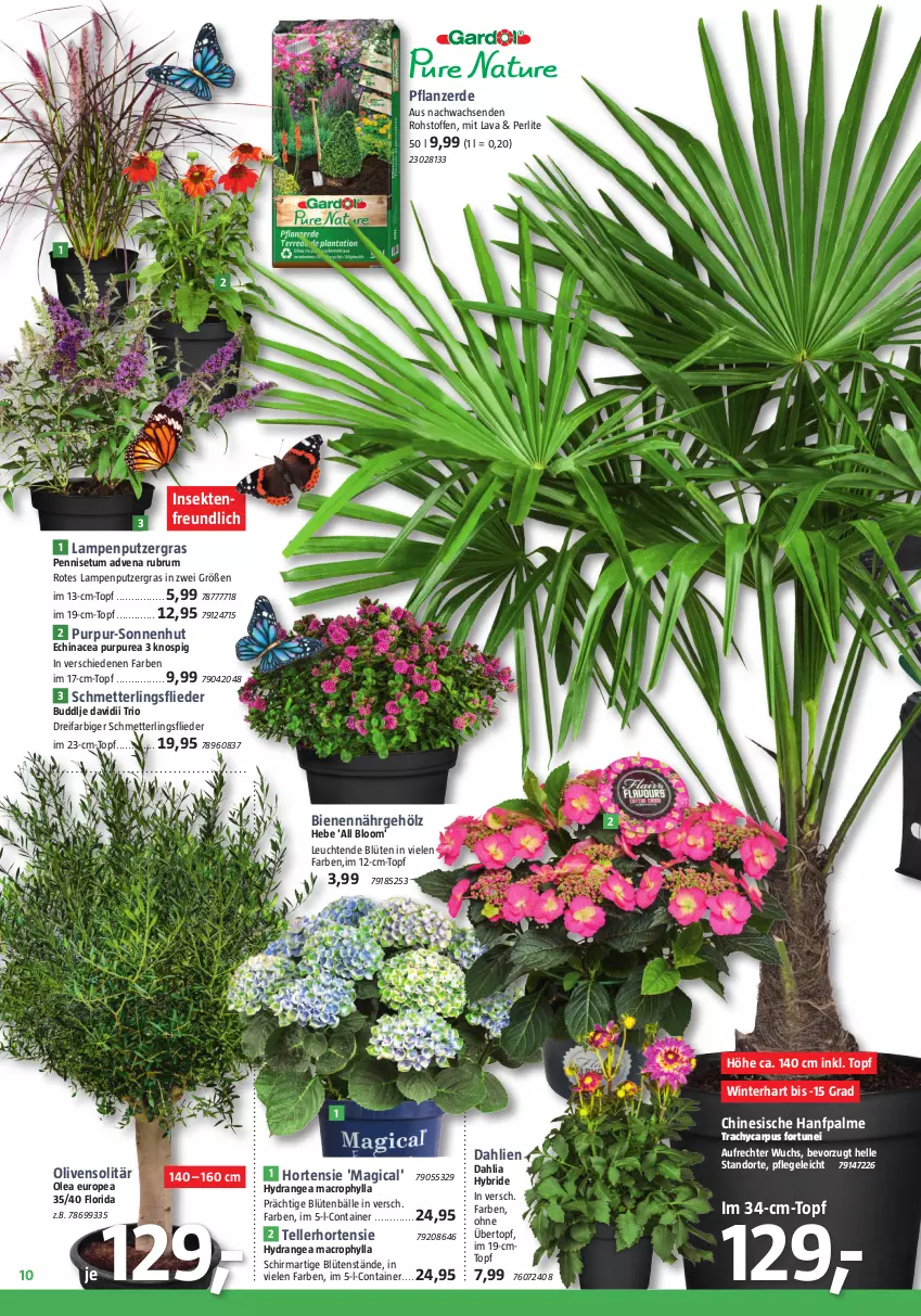 Aktueller Prospekt Bauhaus - Prospekte - von 01.07 bis 29.07.2023 - strona 10 - produkty: Blüte, Container, dahlie, Echinacea, elle, erde, flieder, hortensie, hydrangea, hydrangea macrophylla, Lampe, Leuchte, leuchten, mac, Mett, olive, oliven, pflanze, pflanzerde, rum, Schmetterling, sekt, teller, Ti, topf, übertopf