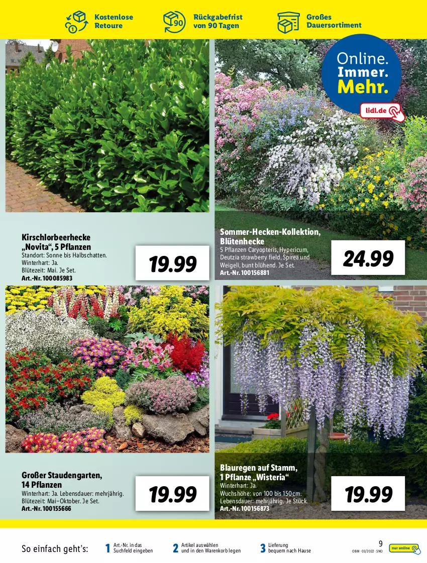 Aktueller Prospekt Lidl - Aktuelle Onlineshop-Highlights - von 01.03 bis 31.03.2022 - strona 9 - produkty: auer, Blüte, Garten, kirsch, korb, pflanze, pflanzen, Ria, stauden, Ti, vita, Yo