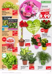 Gazetka promocyjna Kaufland - Gazetka - ważna od 12.01 do 12.01.2022 - strona 15 - produkty: angebot, angebote, Becher, Begonie, eimer, feldsalat, Gerber, Grünpflanzen, HP, Kalanchoe, pflanze, pflanzen, Ria, ritter, Romatomaten, salat, spinat, tafeltrauben, Ti, tomate, tomaten, topf, topf ø 12 cm, trauben, übertopf