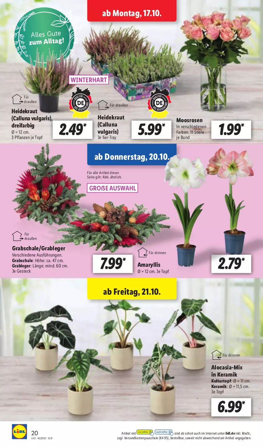 Aktueller Prospekt Lidl - Aktionsprospekt - von 17.10 bis 22.10.2022 - strona 20 - produkty: Grabschale, Heidekraut, Kraut, kulturtopf, LG, ndk, pflanze, pflanzen, rosen, Schal, Schale, Ti, topf