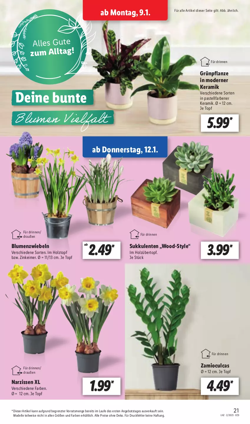 Aktueller Prospekt Lidl - Aktionsprospekt - von 09.01 bis 14.01.2023 - strona 21 - produkty: angebot, blume, blumen, dell, eimer, eis, elle, ente, Holz, Mode, Narzissen, pflanze, reis, Sukkulente, Ti, topf, übertopf, ZTE, zwiebel, zwiebeln