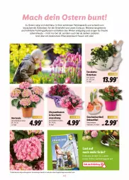 Gazetka promocyjna Lidl - Oster-Magazin - Gazetka - ważna od 17.04 do 17.04.2022 - strona 42 - produkty: angebot, Blüte, chrysanthemen, decke, Garten, hortensie, mac, magazin, natur, pflanze, pflanzen, Ria, Ti, topf, ZTE