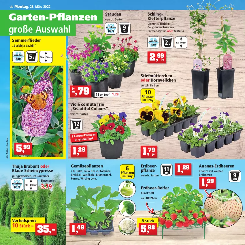 Aktueller Prospekt Thomas Philipps - Prospektwerbung - von 28.03 bis 02.04.2022 - strona 4 - produkty: ananas, beere, beeren, blume, blumen, blumenkohl, brokkoli, Container, eis, erdbeere, erdbeeren, Erdbeerpflanze, flieder, Garten, heinz, Holz, kohlrabi, natur, natura, pflanze, pflanzen, Pflanztopf, reis, Ria, rosen, salat, stauden, Ti, topf, vorteilspreis, Weißkohl, Wirsing