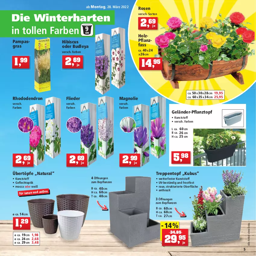 Aktueller Prospekt Thomas Philipps - Prospektwerbung - von 28.03 bis 02.04.2022 - strona 5 - produkty: ananas, beere, beeren, blume, blumen, blumenkohl, brokkoli, Container, eis, erdbeere, erdbeeren, Erdbeerpflanze, flieder, Garten, heinz, Holz, kohlrabi, natur, natura, pflanze, pflanzen, Pflanztopf, reis, Ria, rosen, salat, stauden, Ti, topf, vorteilspreis, Weißkohl, Wirsing