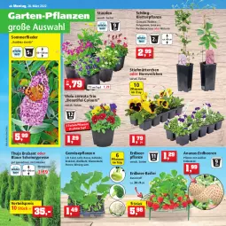 Gazetka promocyjna Thomas Philipps - Prospektwerbung - Gazetka - ważna od 02.04 do 02.04.2022 - strona 4 - produkty: ananas, beere, beeren, blume, blumen, blumenkohl, brokkoli, Container, eis, erdbeere, erdbeeren, Erdbeerpflanze, flieder, Garten, heinz, Holz, kohlrabi, natur, natura, pflanze, pflanzen, Pflanztopf, reis, Ria, rosen, salat, stauden, Ti, topf, vorteilspreis, Weißkohl, Wirsing