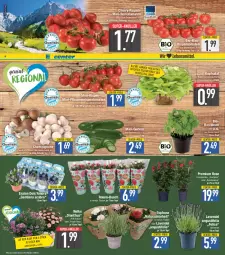 Gazetka promocyjna E Center - Angebote der Woche - Gazetka - ważna od 17.06 do 17.06.2023 - strona 2 - produkty: ball, basilikum, bio, braun, champignon, champignons, eis, ente, gurke, gurken, kopfsalat, lavendel, mini-gurken, natur, pflanze, pflanzen, pflaume, pflaumen, reis, rispentomaten, Romatomaten, rosen, salat, Schal, Schale, super-knüller, Ti, tomate, tomaten, topf, ZTE