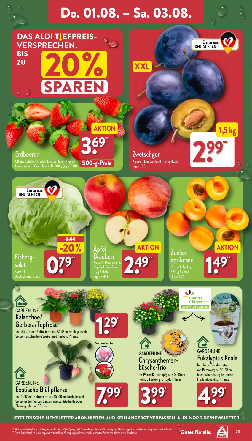 Aktueller Prospekt Aldi Nord - Von Montag - von 29.07 bis 03.08.2024 - strona 23 - produkty: aldi, angebot, aprikose, aprikosen, beere, beeren, blume, Blüte, Brei, chrysanthemen, eis, Elan, erdbeere, erdbeeren, Gerber, gin, HP, Kalanchoe, korb, kulturtopf, pflanze, reis, salat, Schal, Schale, Ti, tisch, topf, ZTE, zucker