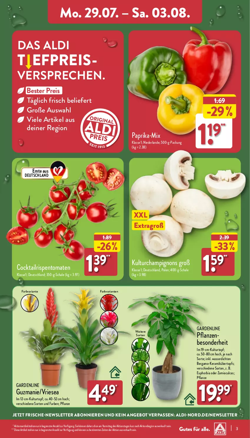 Aktueller Prospekt Aldi Nord - Von Montag - von 29.07 bis 03.08.2024 - strona 3 - produkty: aldi, angebot, Blüte, Brei, champignon, champignons, cocktail, eis, gin, kulturtopf, paprika, pflanze, pflanzen, reis, Ria, Schal, Schale, Ti, tomate, tomaten, topf, übertopf, wasser, ZTE