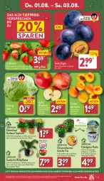 Gazetka promocyjna Aldi Nord - Von Montag - Gazetka - ważna od 03.08 do 03.08.2024 - strona 23 - produkty: aldi, angebot, aprikose, aprikosen, beere, beeren, blume, Blüte, Brei, chrysanthemen, eis, Elan, erdbeere, erdbeeren, Gerber, gin, HP, Kalanchoe, korb, kulturtopf, pflanze, reis, salat, Schal, Schale, Ti, tisch, topf, ZTE, zucker