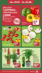 Gazetka promocyjna Aldi Nord - Von Montag - Gazetka - ważna od 03.08 do 03.08.2024 - strona 3 - produkty: aldi, angebot, Blüte, Brei, champignon, champignons, cocktail, eis, gin, kulturtopf, paprika, pflanze, pflanzen, reis, Ria, Schal, Schale, Ti, tomate, tomaten, topf, übertopf, wasser, ZTE