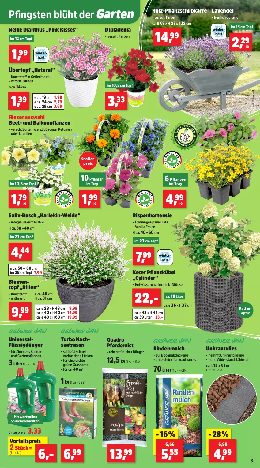 Aktueller Prospekt Thomas Philipps - von 18.05 bis 23.05.2026 - strona 5 - produkty: blume, blumen, dip, dipladenia, dünger, eis, ente, erde, flüssigdünger, Garten, Gartenpflanze, Holz, hortensie, hydrangea, Hydrangea paniculata, knallerpreis, Kraut, lavendel, Lobelie, natur, natura, petunie, petunien, pflanze, pflanzen, quad, Quadro, rasen, reis, rind, rindenmulch, Ti, topf, übertopf, vorteilspreis