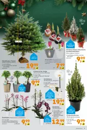 Gazetka promocyjna  - Gazetka - ważna od 28.12 do 28.12.2024 - strona 3 - produkty: Blüte, Ficus, gin, hipp, Holz, orchidee, orchideen, pflanze, phalaenopsis, rum, Ti, topf, übertopf, zucker