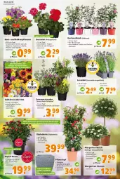 Gazetka promocyjna - Prospekt für Globus Baumarkt Achern - Gazetka - ważna od 04.06 do 04.06.2022 - strona 2 - produkty: auer, balkonpflanzen, Begonia, beispielabbildung, Container, dip, dipladenia, eis, Garten, geranie, geranien, lavendel, Pelargonium, pflanze, pflanzen, Pflanztopf, rosen, Rosenstrauß, stauden, Ti, topf
