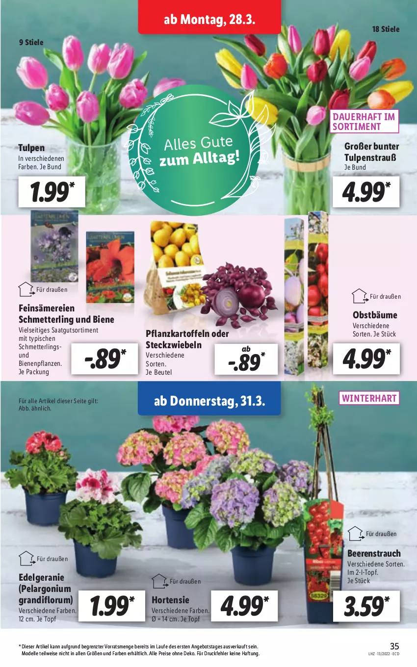 Aktueller Prospekt Lidl - Aktionsprospekt - von 28.03 bis 02.04.2022 - strona 35 - produkty: angebot, auer, beere, beeren, beutel, dell, eis, elle, geranie, hortensie, kartoffel, kartoffeln, LG, Mett, Mode, obst, Pelargonium, pflanze, pflanzen, Pflanzkartoffeln, Rauch, reis, rum, Schmetterling, Ti, topf, ZTE, zwiebel, zwiebeln