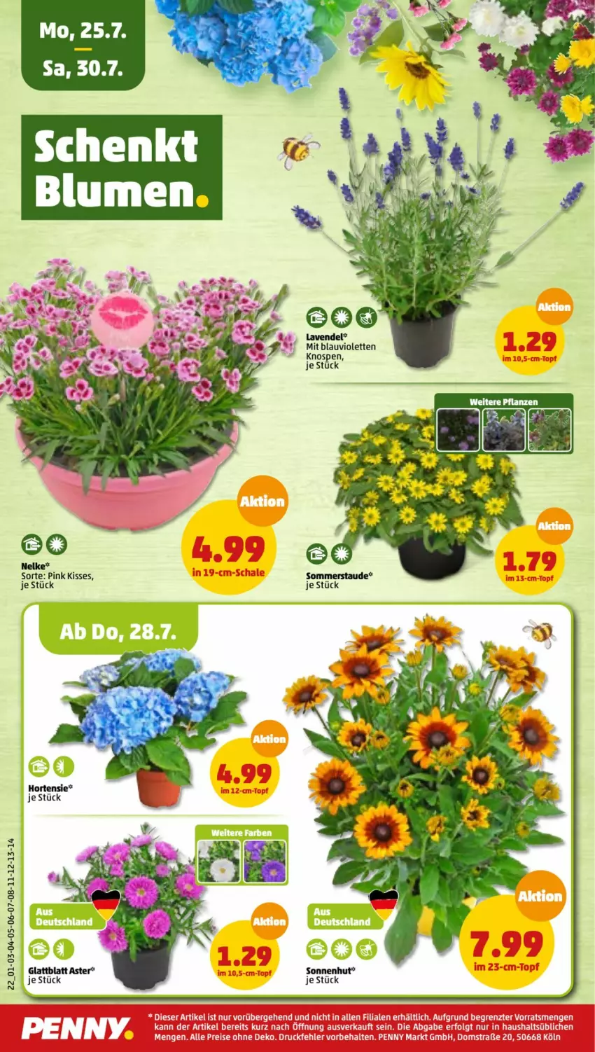 Aktueller Prospekt Penny - Prospekte - von 25.07 bis 30.07.2022 - strona 22 - produkty: elle, lavendel, Ti, topf, ZTE