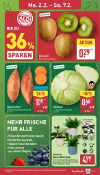 Gazetka promocyjna Aldi Nord - Von Montag - Gazetka - ważna od 07.02 do 07.02.2026 - strona 3 - produkty: bio, eis, gin, kartoffel, kartoffeln, kiwi, kulturtopf, pflanze, reis, Süßkartoffeln, Ti, topf, übertopf, Weißkohl, ZTE