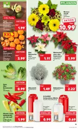 Gazetka promocyjna Kaufland - Prospekt - Gazetka - ważna od 15.11 do 15.11.2023 - strona 15 - produkty: angebot, angebote, auer, avocado, avocados, beere, bio, clementinen, Draht, paprika, pflanze, pflanzen, Ria, Romanasalat, salat, Spitzpaprika, Ti, topf, topf ø 12 cm, trolli