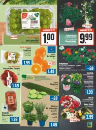 Gazetka promocyjna Edeka - Prospekte - Gazetka - ważna od 18.05 do 18.05.2024 - strona 3 - produkty: basilikum, beetpflanzen, Begonie, bio, Birnen, eis, kräuter, LG, orange, orangen, pflanze, pflanzen, rosmarin, Rote Zwiebel, Schal, Schale, tafelbirnen, Ti, topf, vita, zwiebel, zwiebeln