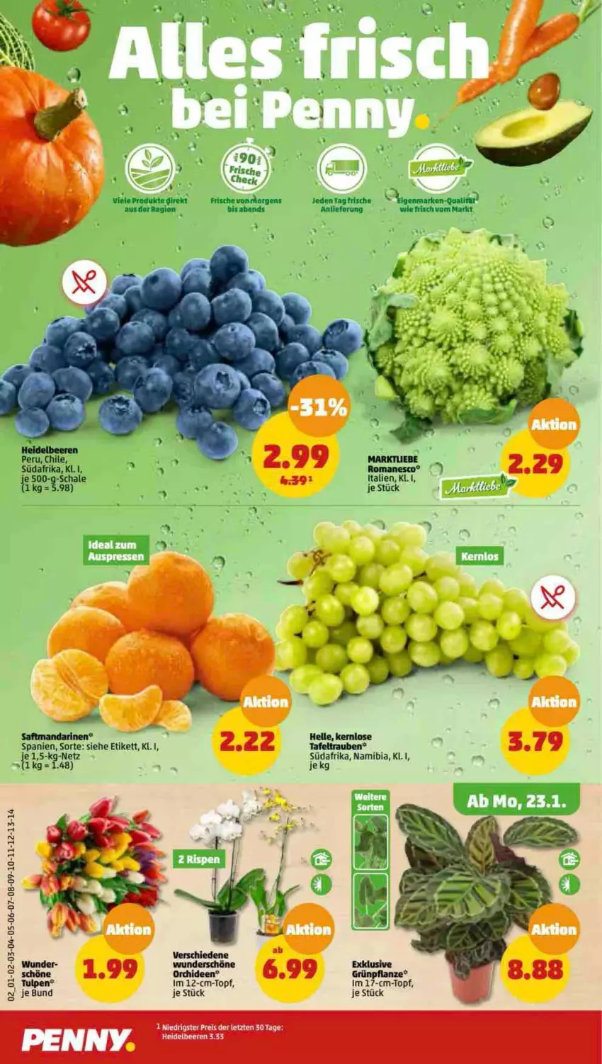 Aktueller Prospekt Penny - Prospekte - von 23.01 bis 28.01.2023 - strona 2 - produkty: beere, beeren, eis, elle, heidelbeere, heidelbeeren, mandarine, mandarinen, orchidee, orchideen, pflanze, reis, saft, Schal, Schale, tafeltrauben, Ti, topf, trauben, ZTE