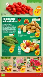 Gazetka promocyjna Penny - Prospekte - Gazetka - ważna od 28.01 do 28.01.2023 - strona 3 - produkty: apfel, Bau, fenster, gurke, gurken, mini-gurken, obst, regal, tee, Ti, topf