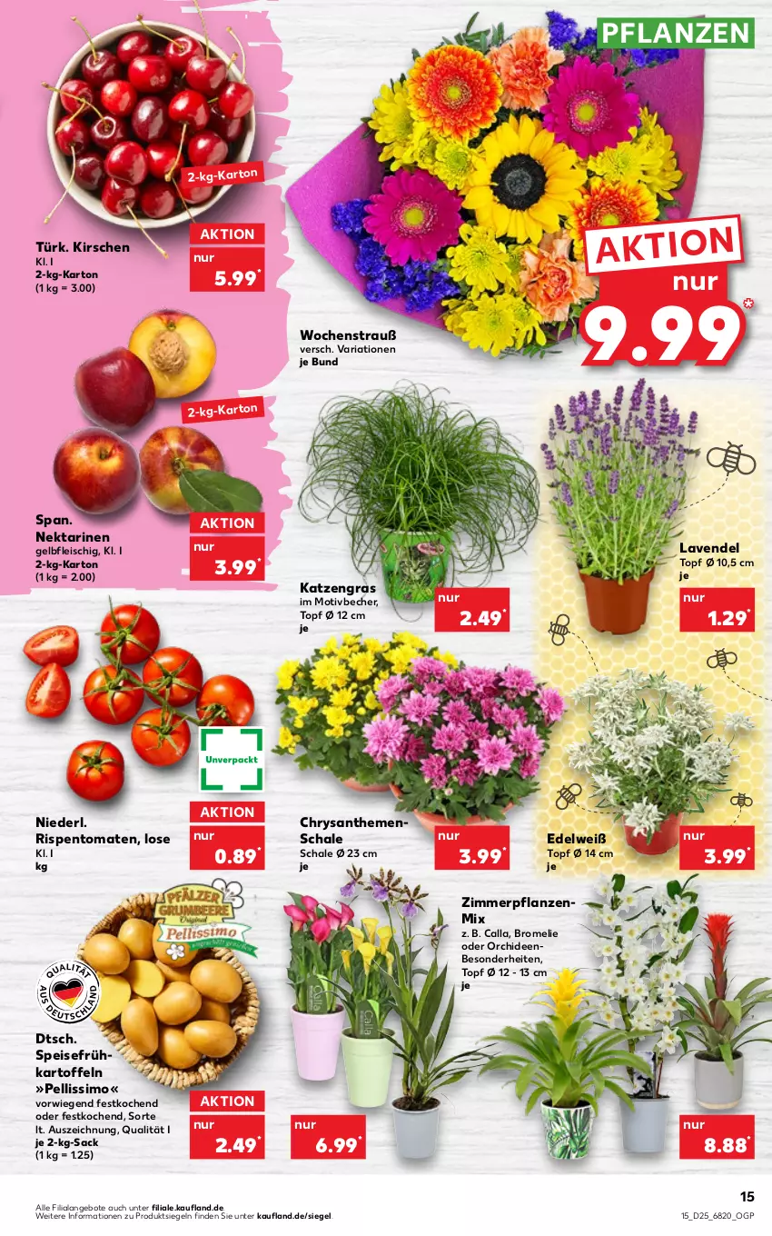 Aktueller Prospekt Kaufland - von 23.06 bis 29.06.2022 - strona 15 - produkty: angebot, angebote, Becher, Bromelie, chrysanthemen, eis, fleisch, Frühkartoffeln, kartoffel, kartoffeln, kirsch, kirsche, kirschen, lavendel, Nektar, nektarinen, orchidee, orchideen, pflanze, pflanzen, Ria, rispentomaten, sac, Schal, Schale, sim, speisefrühkartoffeln, Ti, tomate, tomaten, topf, topf ø 12 cm