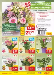 Gazetka promocyjna Netto Marken-Discount - Filial-Angebote - Gazetka - ważna od 12.08 do 12.08.2023 - strona 7 - produkty: angebot, Bau, bestpreis, blume, blumen, Blumenstrauß, Blüte, coupon, eis, elle, erde, Germ, Grünpflanzen, hortensie, hortensien, Kalanchoe, pflanze, pflanzen, reis, rosen, Ti, tisch, topf, ZTE