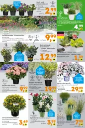 Gazetka promocyjna  - Gazetka - ważna od 20.07 do 20.07.2024 - strona 3 - produkty: balkonpflanzen, beispielabbildung, bio, Blüte, chia, chrysanthemen, dip, eis, elle, ente, Garten, Grünpflanzen, hortensie, hydrangea, hydrangea macrophylla, Hydrangea paniculata, käfer, mac, pflanze, pflanzen, salat, Schmuck, stauden, Sukkulente, topf, übertopf, und gemüse, vita