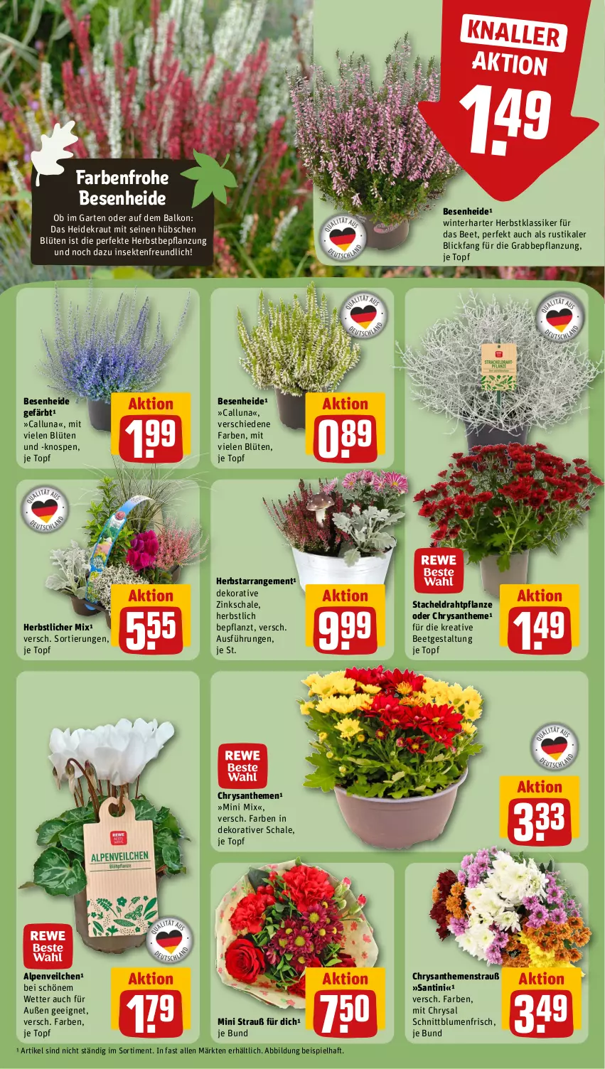 Aktueller Prospekt Rewe - Prospekte - von 02.10 bis 07.10.2023 - strona 11 - produkty: Alpenveilchen, blume, blumen, Blüte, chrysanthemen, Draht, eis, Garten, Heidekraut, Kraut, pflanze, Schal, Schale, sekt, Ti, topf