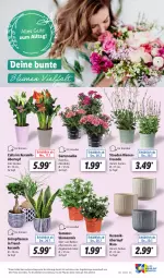 Gazetka promocyjna Lidl - Aktionsprospekt - Gazetka - ważna od 22.07 do 22.07.2023 - strona 55 - produkty: angebot, balkonpflanzen, blume, blumen, eis, Garten, gartennelke, Grünpflanzen, pflanze, pflanzen, reis, stauden, Ti, topf, übertopf, ZTE