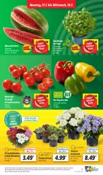 Gazetka promocyjna Lidl - Aktionsprospekt - Gazetka - ważna od 22.07 do 22.07.2023 - strona 7 - produkty: basilikum, bio, chrysanthemen, cocktail, discount, eis, Garten, hortensie, melone, paprika, paprika mix, pflanze, pflanzen, Rauch, reis, Schal, Schale, Sempervivum, strauchtomaten, Ti, tomate, tomaten, topf, wasser, wassermelone