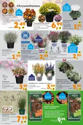 Gazetka promocyjna  - Gazetka - ważna od 14.09 do 14.09.2024 - strona 2 - produkty: Alpenveilchen, Blüte, chrysanthemen, dekoration, Draht, Garten, Kraut, Lampe, Leuchte, leuchten, LG, parfum, pflanze, pflanzen, rind, sac, Ti, topf