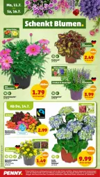 Gazetka promocyjna Penny - Prospekte - Gazetka - ważna od 16.07 do 16.07.2022 - strona 20 - produkty: Engel, Garten, hortensie, pflanze, pflanzen, Rauch, rosen