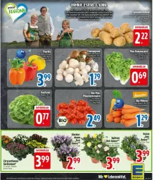 Gazetka promocyjna Edeka - Prospekte - Gazetka - ważna od 16.08 do 16.08.2025 - strona 5 - produkty: chrysanthemen, kartoffel, kartoffeln, Mode, Nike, Romanasalat, salat, Ti, usb, zwiebel, zwiebeln